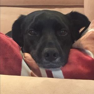 Meet your Posher, Jean